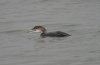 Great Northern Diver at Southend Pier (Steve Arlow) (30315 bytes)